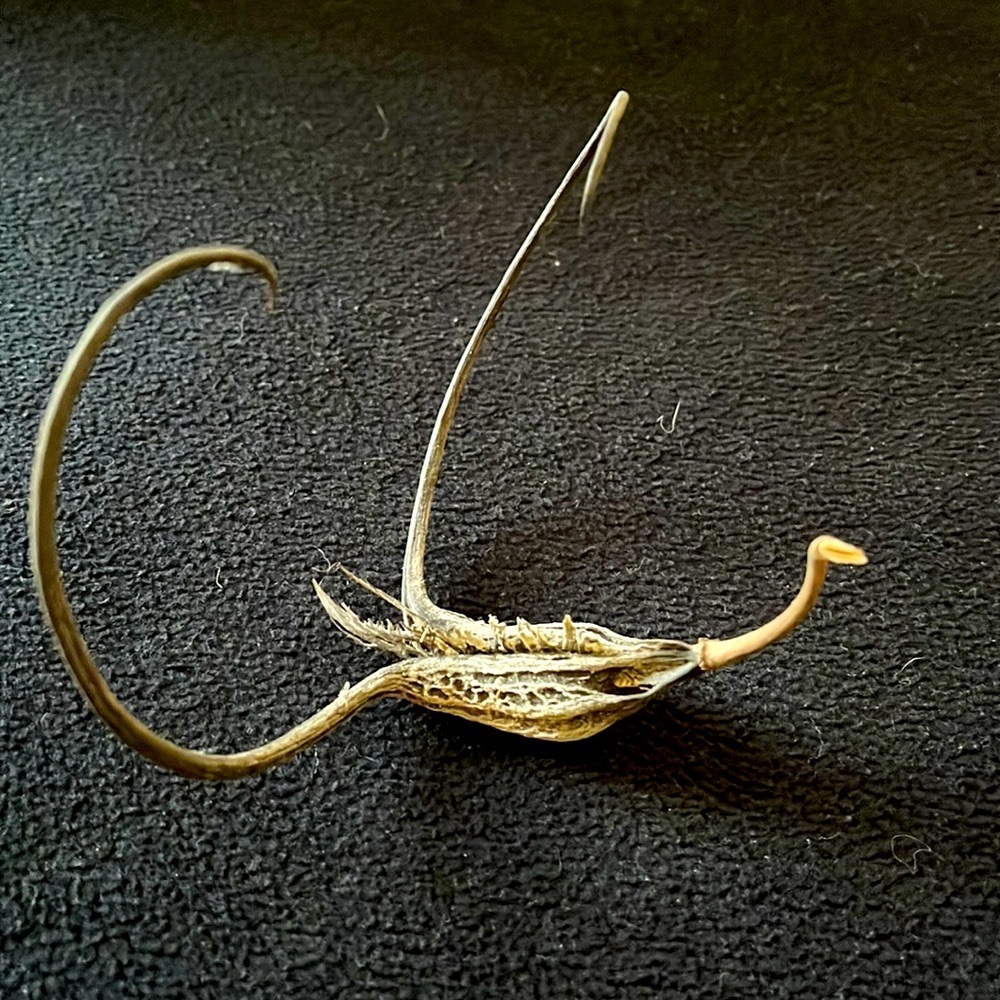 Devil’s Claw - Picture 3 of 4